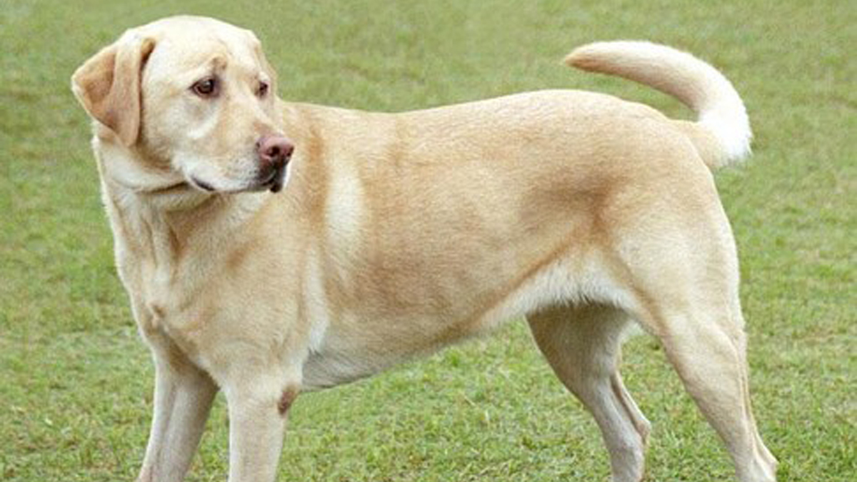 Evde bakılabilen en akıllı köpek cinsleri sıralaması.