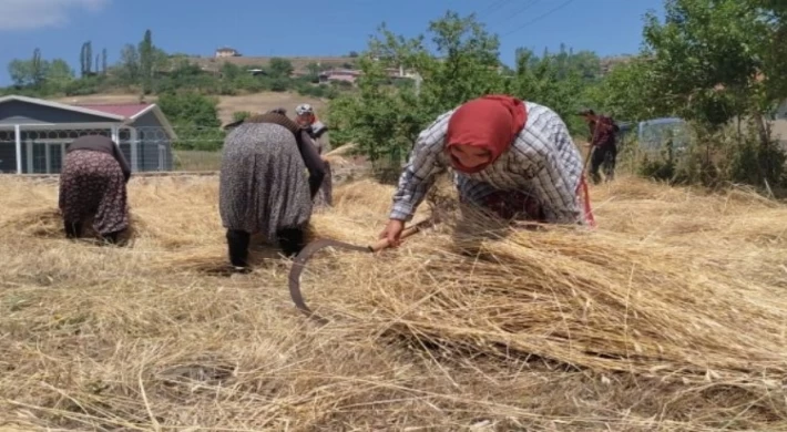 40 derecelik sıcaklıkta vatan için buğday dikiyor