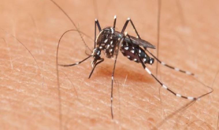 Genetiği değiştirilen milyarlarca sivrisinek doğaya salındı