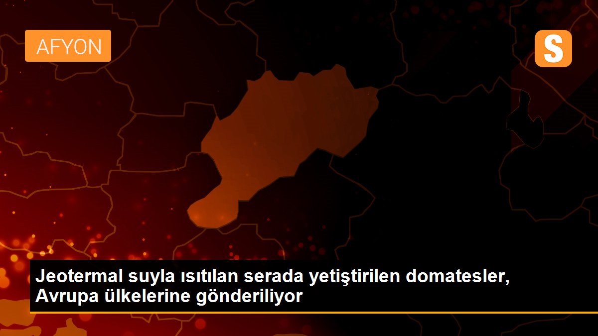 Jeotermal suyla ısıtılan serada yetiştirilen domatesler, Avrupa ülkelerine gönderiliyor