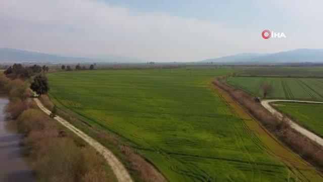 Üniversitenin buğdayları, yokluk çektirmeyecek