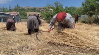 40 derecelik sıcaklıkta vatan için buğday dikiyor